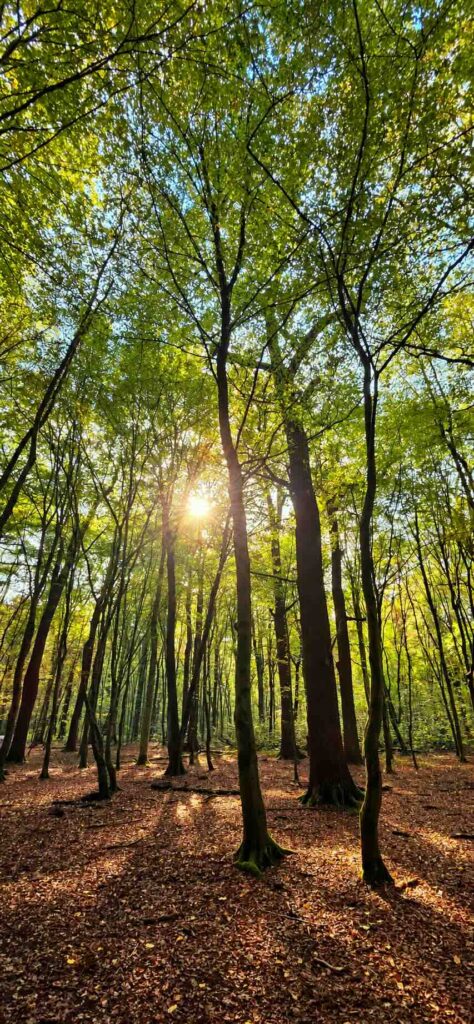 Warme Sonne im Wald, für Therapie im Gehen in Düsseldorf, Psychotherapie Angebot, Dr. Jungclaussen