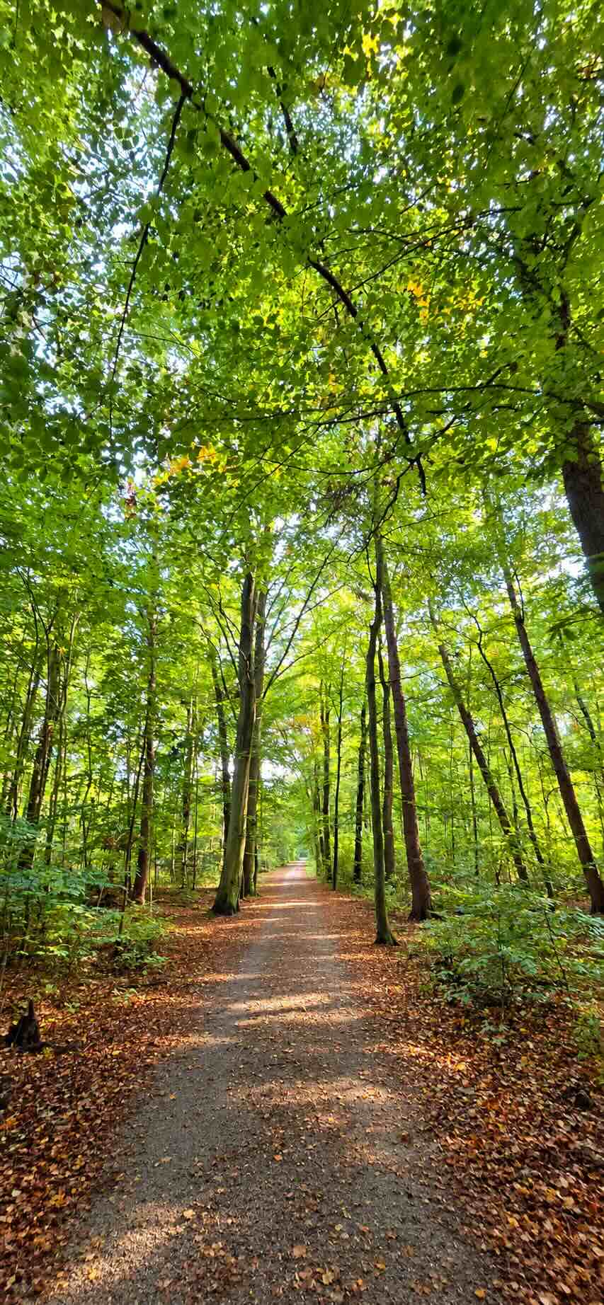 Therapie im Gehen, man sieht einen schönen Wald, den Eller Forst, in Düsseldorf Vennhausen, Nähe Unterbacher See